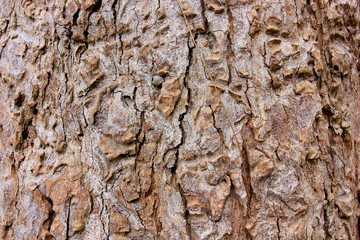Tree bark texture, Wooden tree skin after for Termites eat.