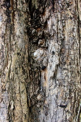 Tree bark texture. natural backgrounds, textures