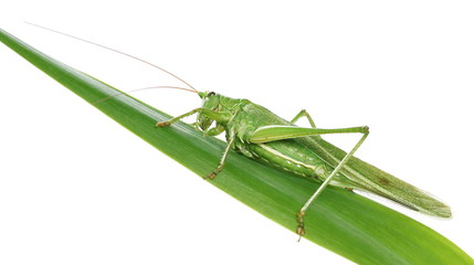 Great green bush-cricket, Tettigonia viridissima, isolated on white © dule964