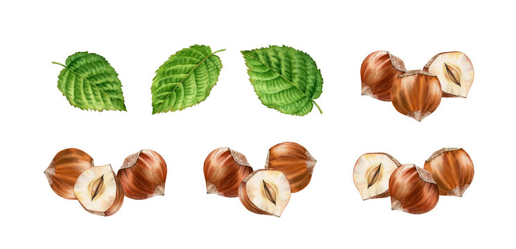 Realistic botanical watercolor illustration arrangement hazelnuts leaves set. three whole and half slice nuts isolated compositions hand painted, brown beige green color for label design