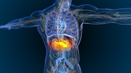 3d rendered illustration of  pancreas - cancer - Illustration - obrazy, fototapety, plakaty