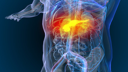3d rendered illustration of  pancreas - cancer - Illustration