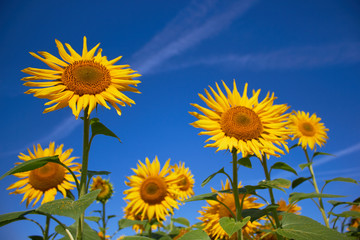 Blooming field of sunflowers on a background of blue sky. Yellow petals, green stems and leaves. Summer time.