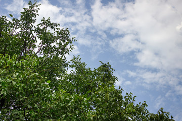 Green foliage under a white blue sky.