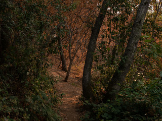 oak forest in golden sunset light 