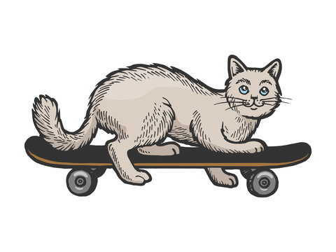 Domestic cat pet ride on skateboard color sketch engraving vector illustration. Scratch board style imitation. Black and white hand drawn image.