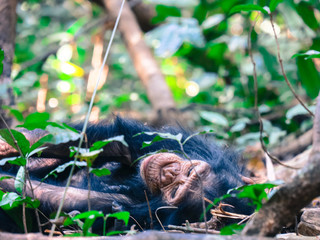 Chimpanzee in forest lying around