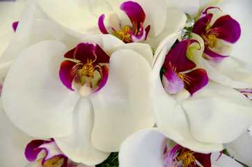 orchid on a background