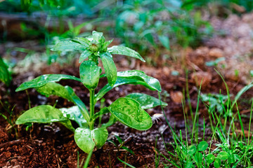 Green sprout is with water drops