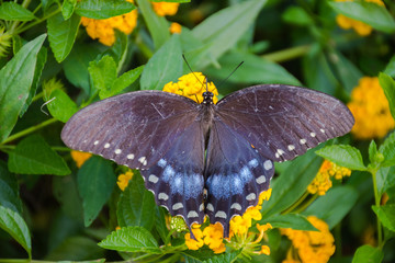 Black and Blue Butterfly