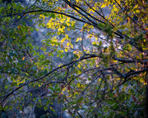 Fall morning forest light