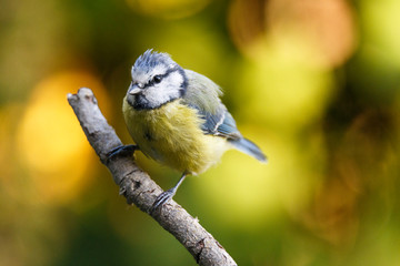 Nice small bird, called Blue tit (cyanistes caeruleus) posed over a branch, with an out of focus background
