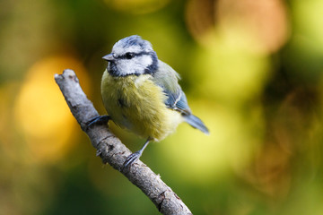 Obraz na płótnie Canvas Nice small bird, called Blue tit (cyanistes caeruleus) posed over a branch, with an out of focus background