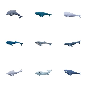 Pacific whale icon set. Cartoon set of 9 pacific whale vector icons for web design isolated on white background