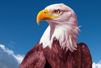 Bald Eagle (Haliaeetus leucocephalus) portrait