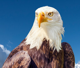 Bald Eagle (Haliaeetus leucocephalus) portrait