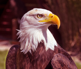 Bald Eagle (Haliaeetus leucocephalus) portrait