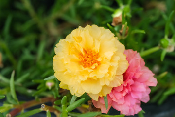 yellow and pink portulaca with green leaf