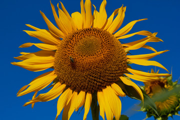 Blooming sunflower close-up on a background of blue sky. A sitting bee collecting pollen. on the flower. Summer time.