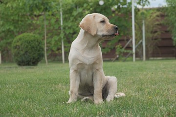 Fawn Labrador puppy sitting on the green grass. The female is four months old. On the background of green plants. Purebred puppy. Portrait of a dog.