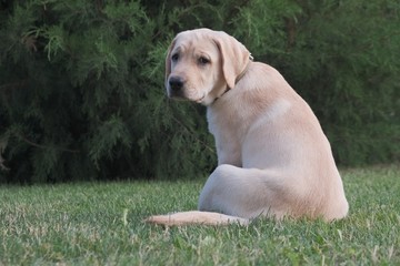 Fawn Labrador puppy sitting on the green grass. The female is four months old. On the background of green plants. Purebred puppy. Portrait of a dog.