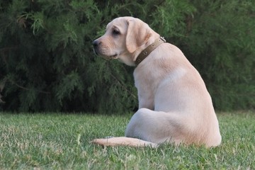 Fawn Labrador puppy sitting on the green grass. The female is four months old. On the background of green plants. Purebred puppy. Portrait of a dog.