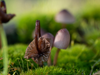 Mushroom Microscope 