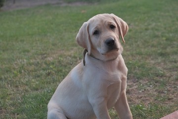 Fawn Labrador puppy sitting on the green grass. The female is four months old. On the background of green plants. Purebred puppy. Portrait of a dog.