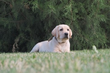 A yellow labrador puppy is lying on the green grass.. The female is four months old. On the background of green plants. Purebred puppy. Portrait of a dog.