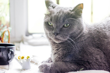 Cat and daisies in a toy watering can