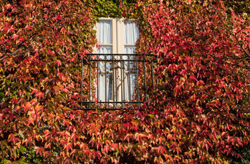 Fototapeta na wymiar Colorful Autumn Ivy Surrounding Window and Balcony