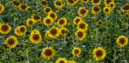 Large field of blooming sunflower. Scenic view.