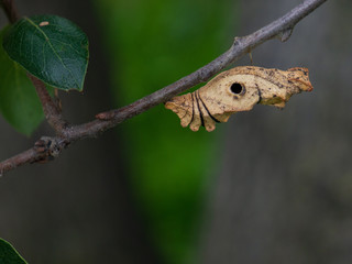Breached cocoon
