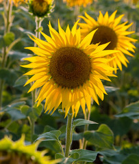 A large field of ripened sunflower.