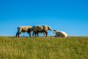 Naklejka na ściany i meble Vier Schafe auf einem Deich