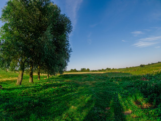 Fototapeta premium tree in a field
