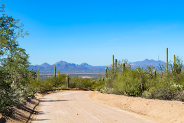 Desert Overlook in Saguaro National Park