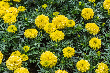 The yellow marigold flowers with green leaves in a park in summer