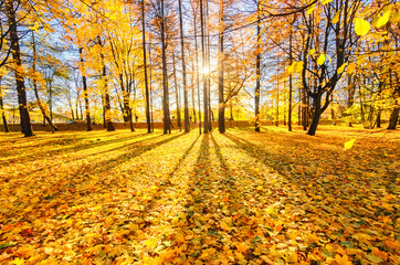Fototapeta premium Golden foliage in the autumn park Elagin Island. The sun is hiding in the trees. The sun's rays fall on the yellow foliage of golden maples. . Beautiful autumn background