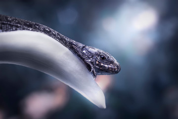 A lizard resting on the lily petal. Dark background. Cold tinting.