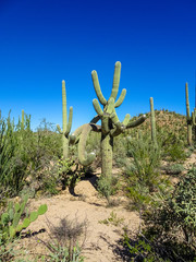 Crazy Saguaro Cactus