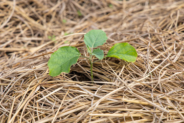 Eggplant tree growing in the farm.