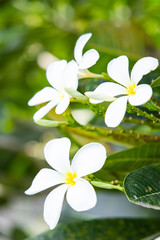 Plumeria flower blooming on tree.