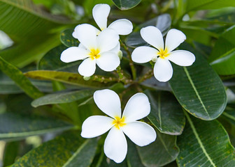 Plumeria flower blooming on tree.