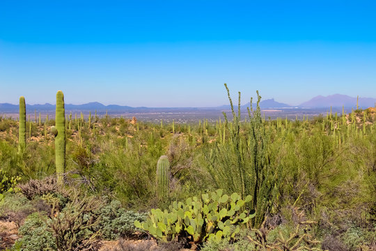 Desert Overlook in Saguaro National Park