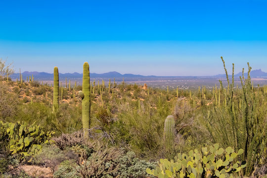 Desert Overlook in Saguaro National Park