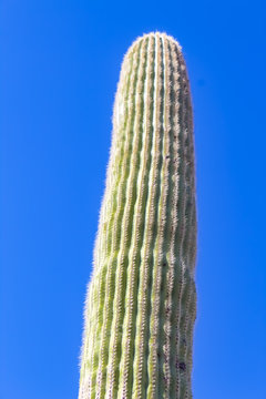 Cactus in the Sky