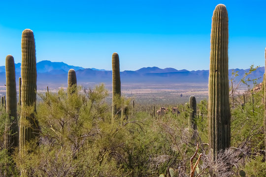 Desert Overlook in Saguaro National Park