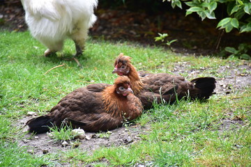 Hühner Rassehühner