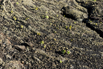 Surface of frozen lava with new plants. Frozen lava background